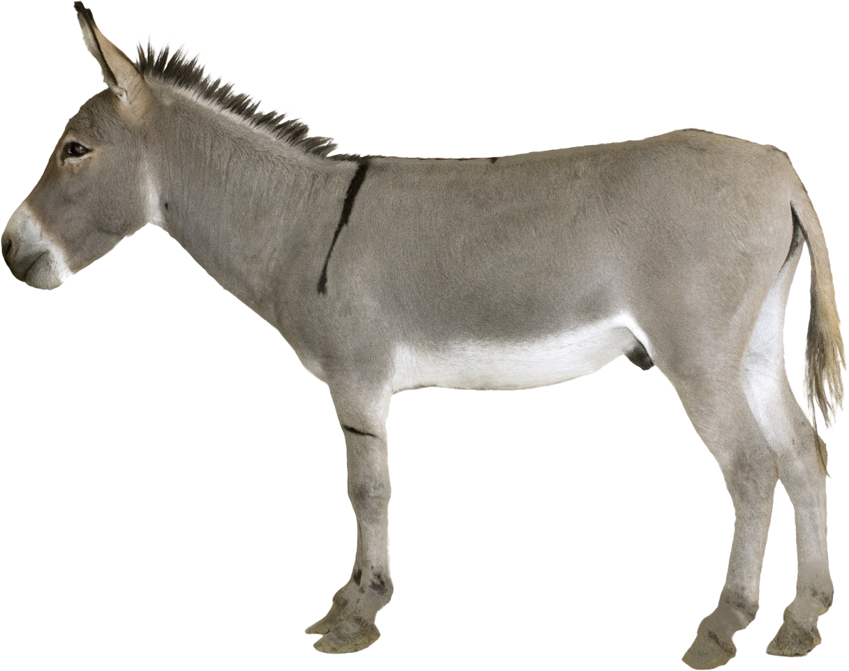 Donkey Transparent PNG Image