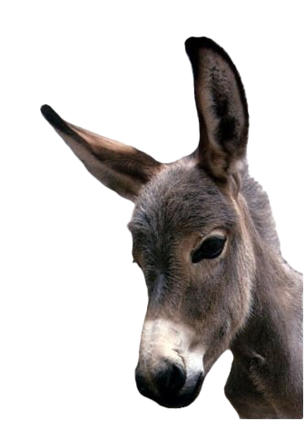 Donkey Transparent PNG Image