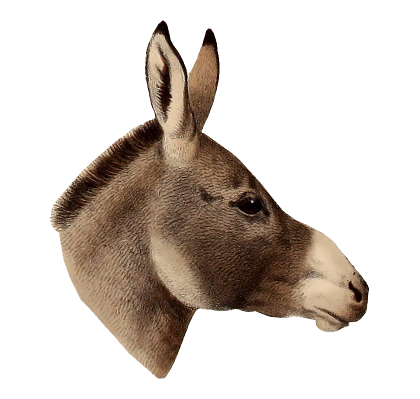 Donkey Transparent PNG Image