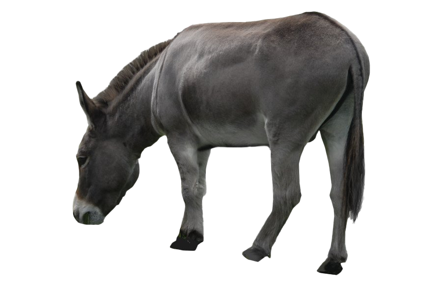 Donkey File Transparent PNG Image