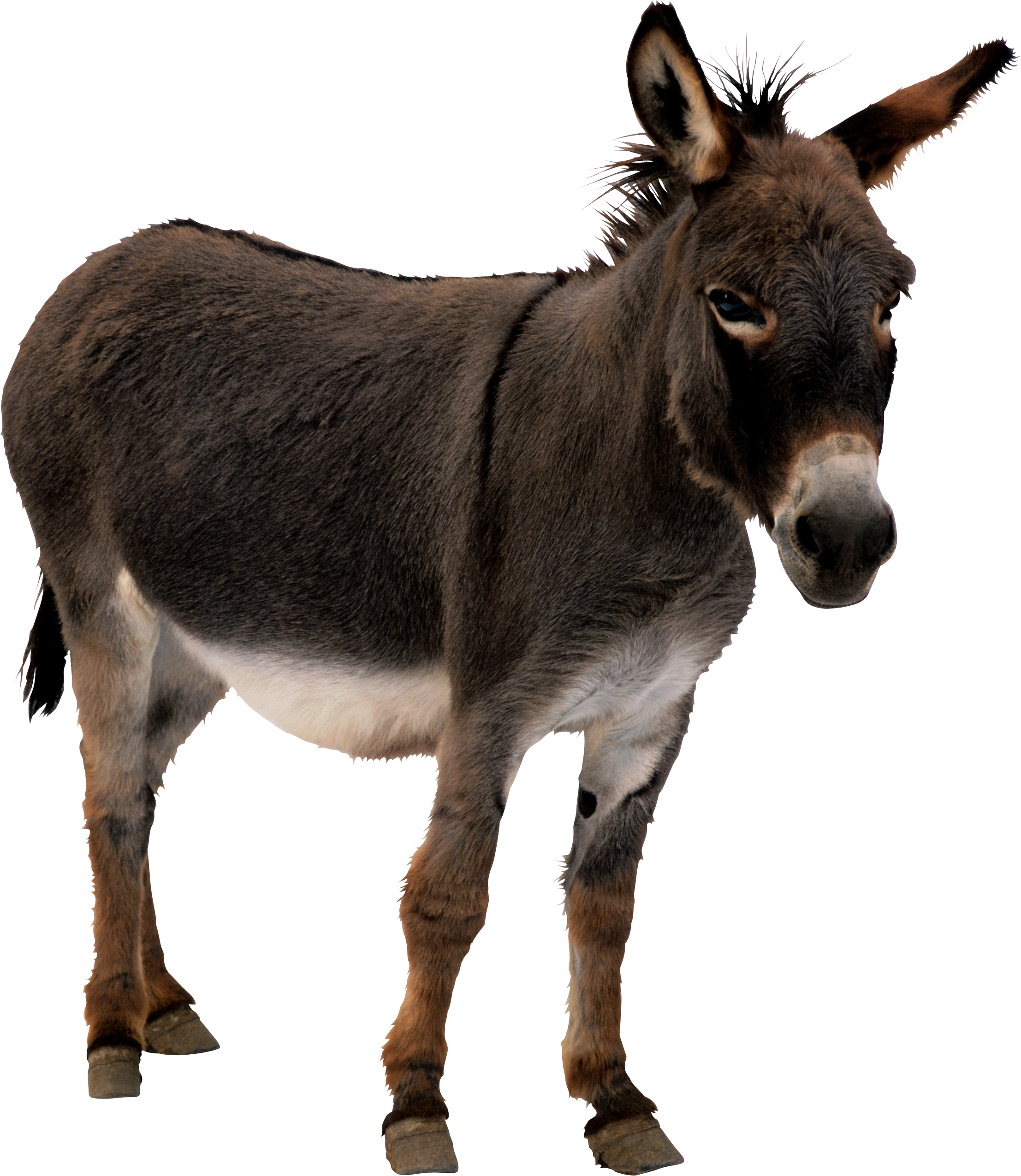 Donkey Transparent PNG Image