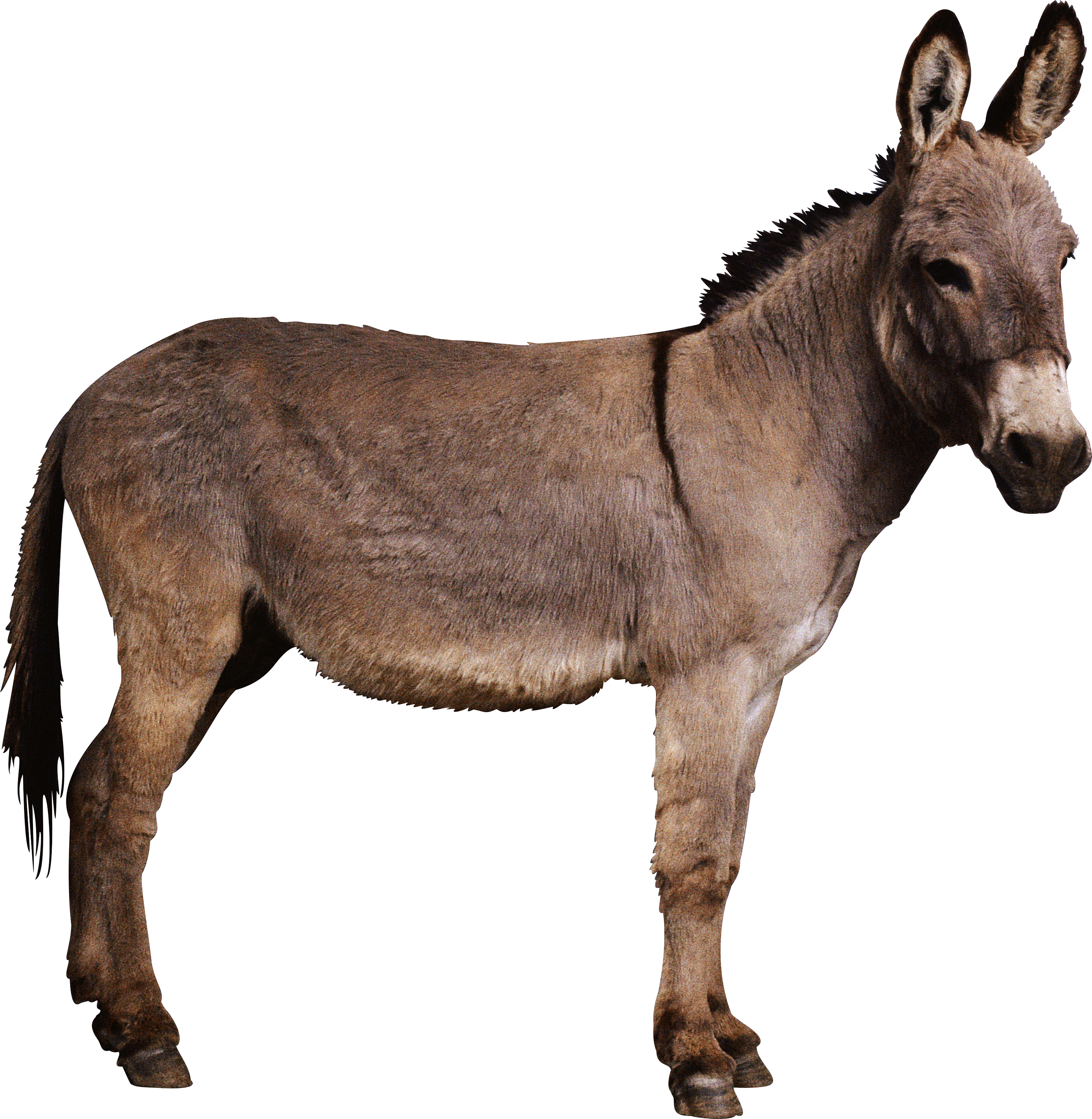 Donkey Transparent PNG Image