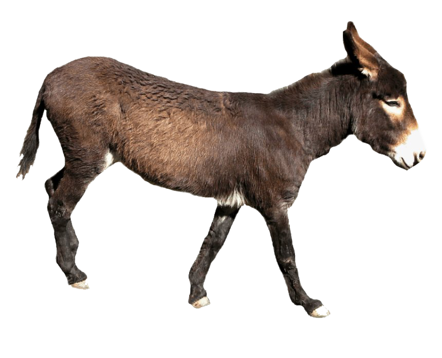 Donkey Transparent PNG Image