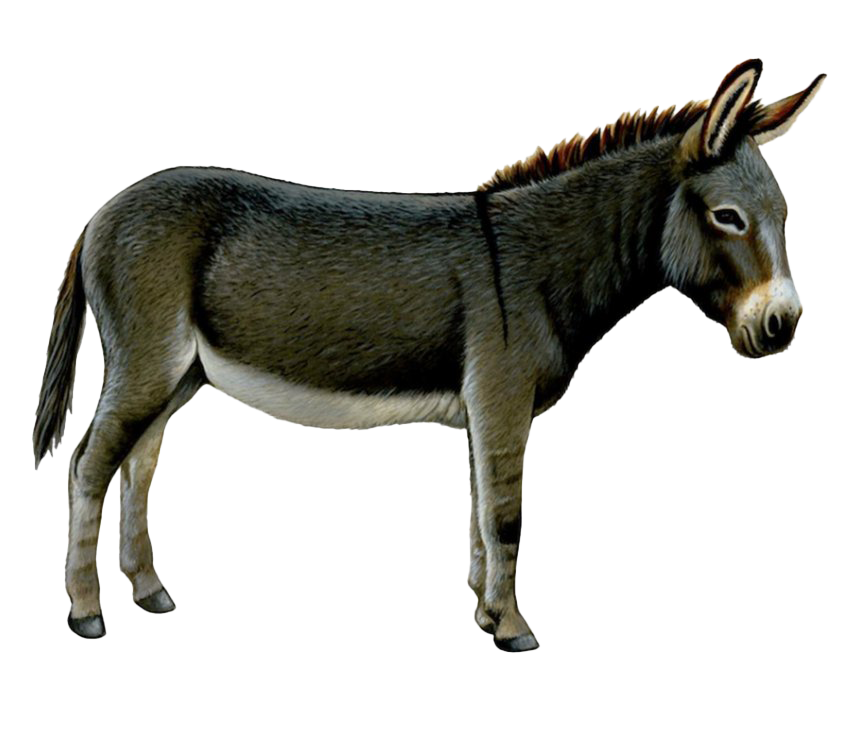 Donkey File Transparent PNG Image