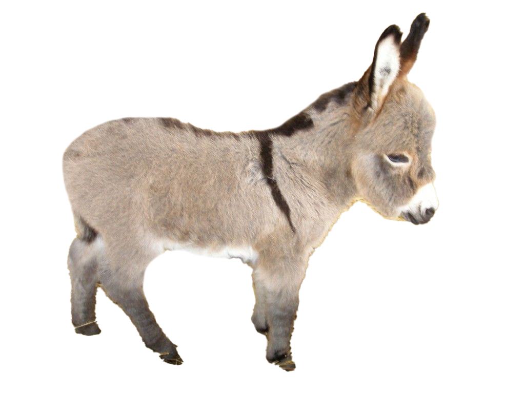 Donkey Transparent PNG Image