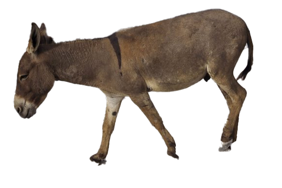 Donkey Transparent PNG Image