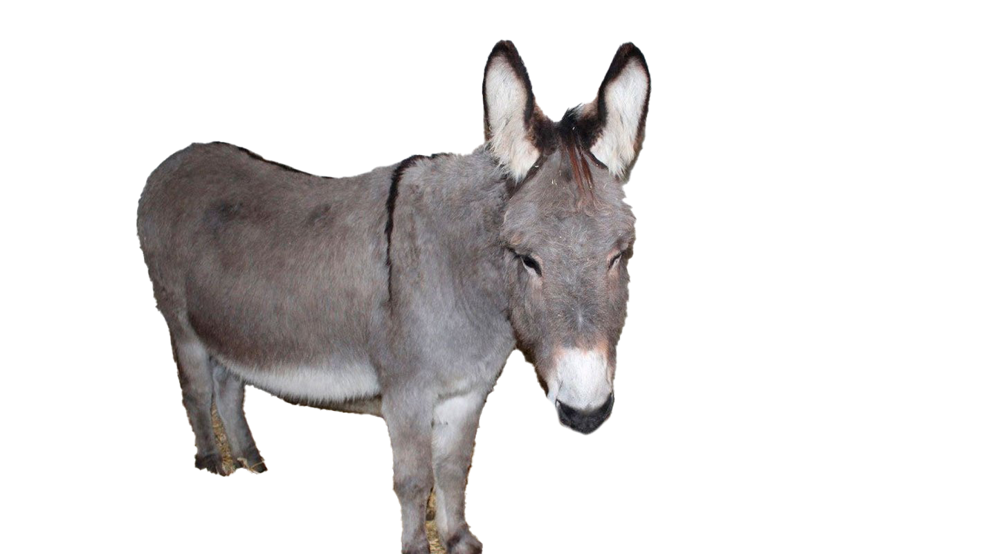 Donkey Transparent PNG Image