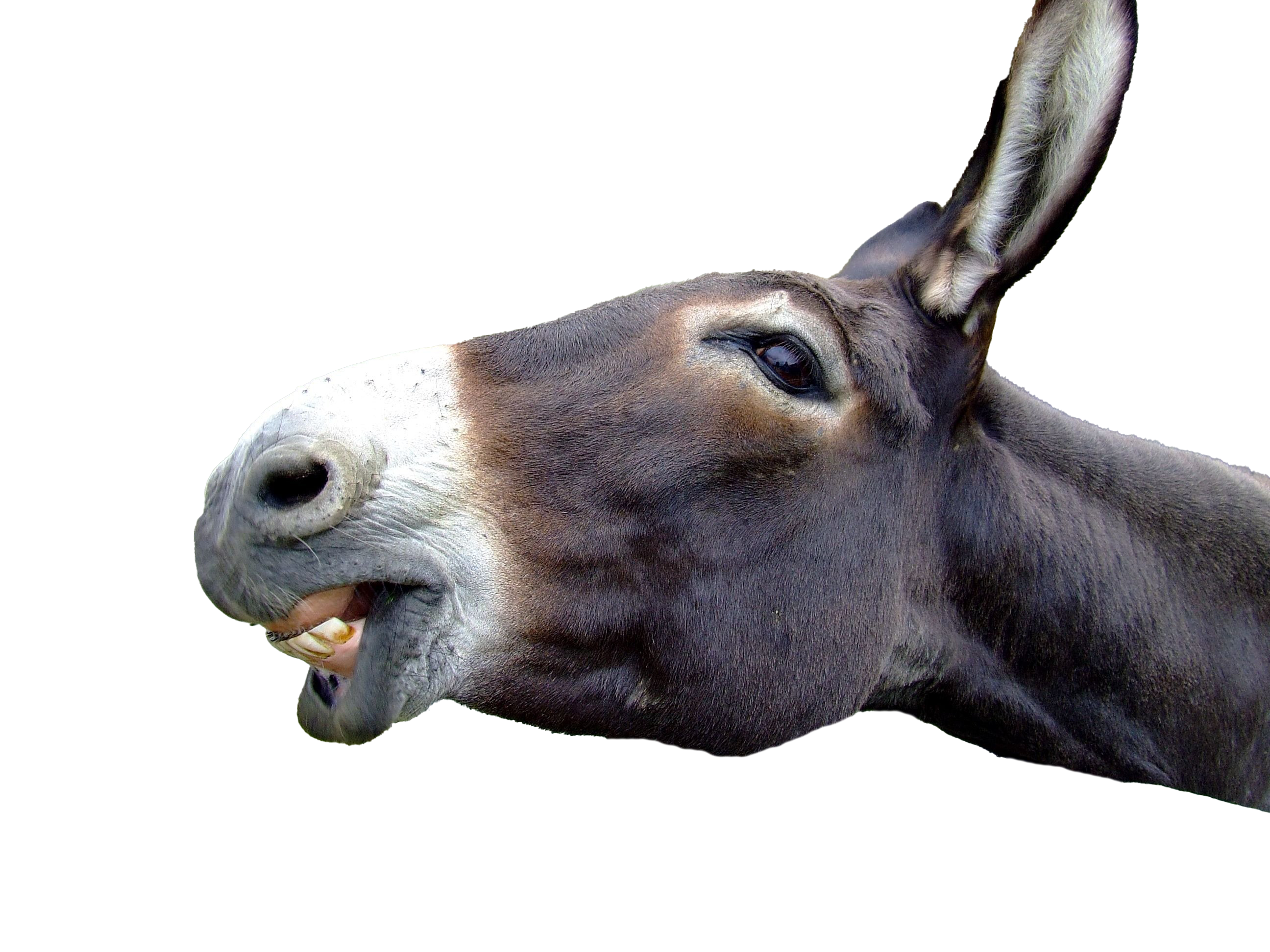 Donkey Transparent PNG Image