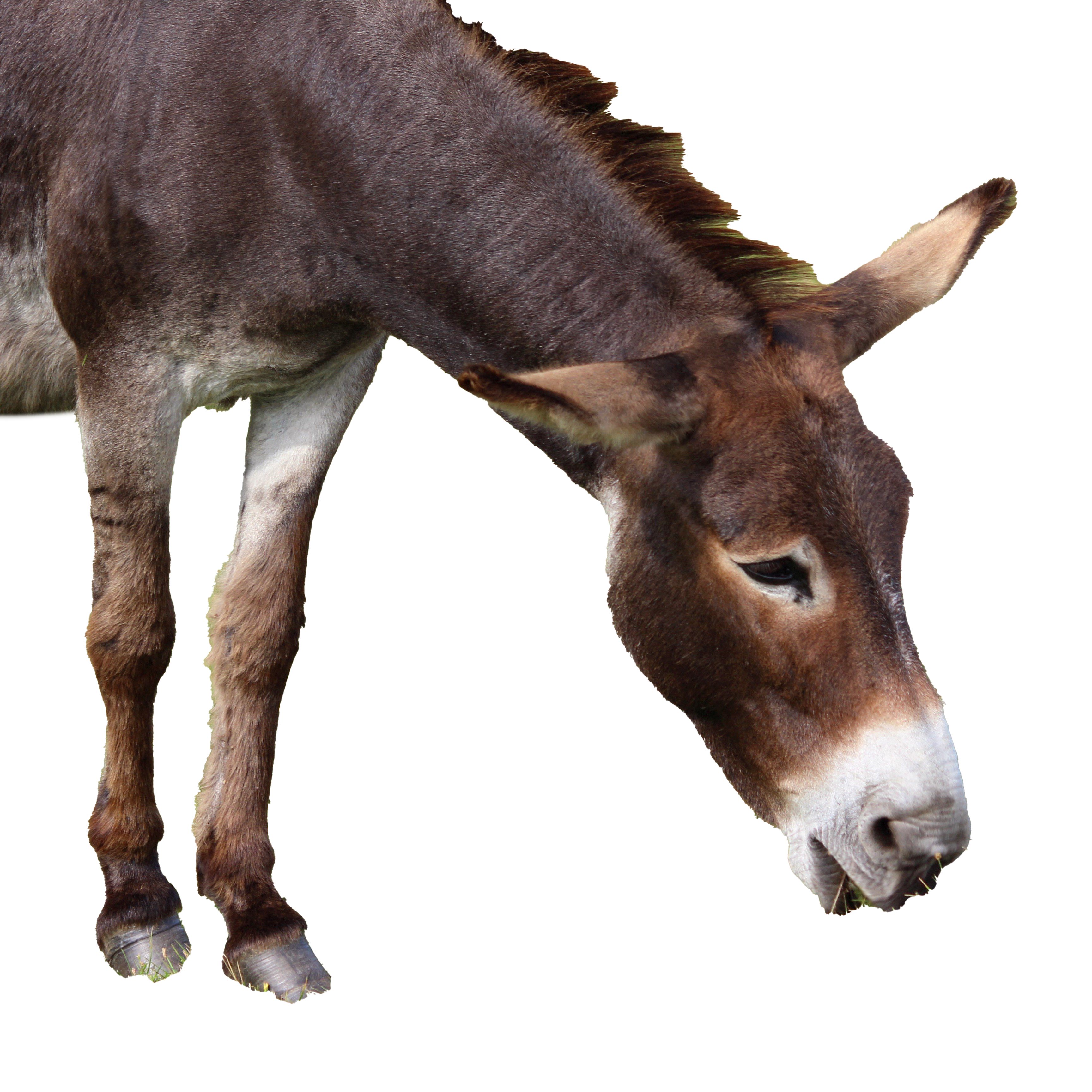 Donkey File Transparent PNG Image