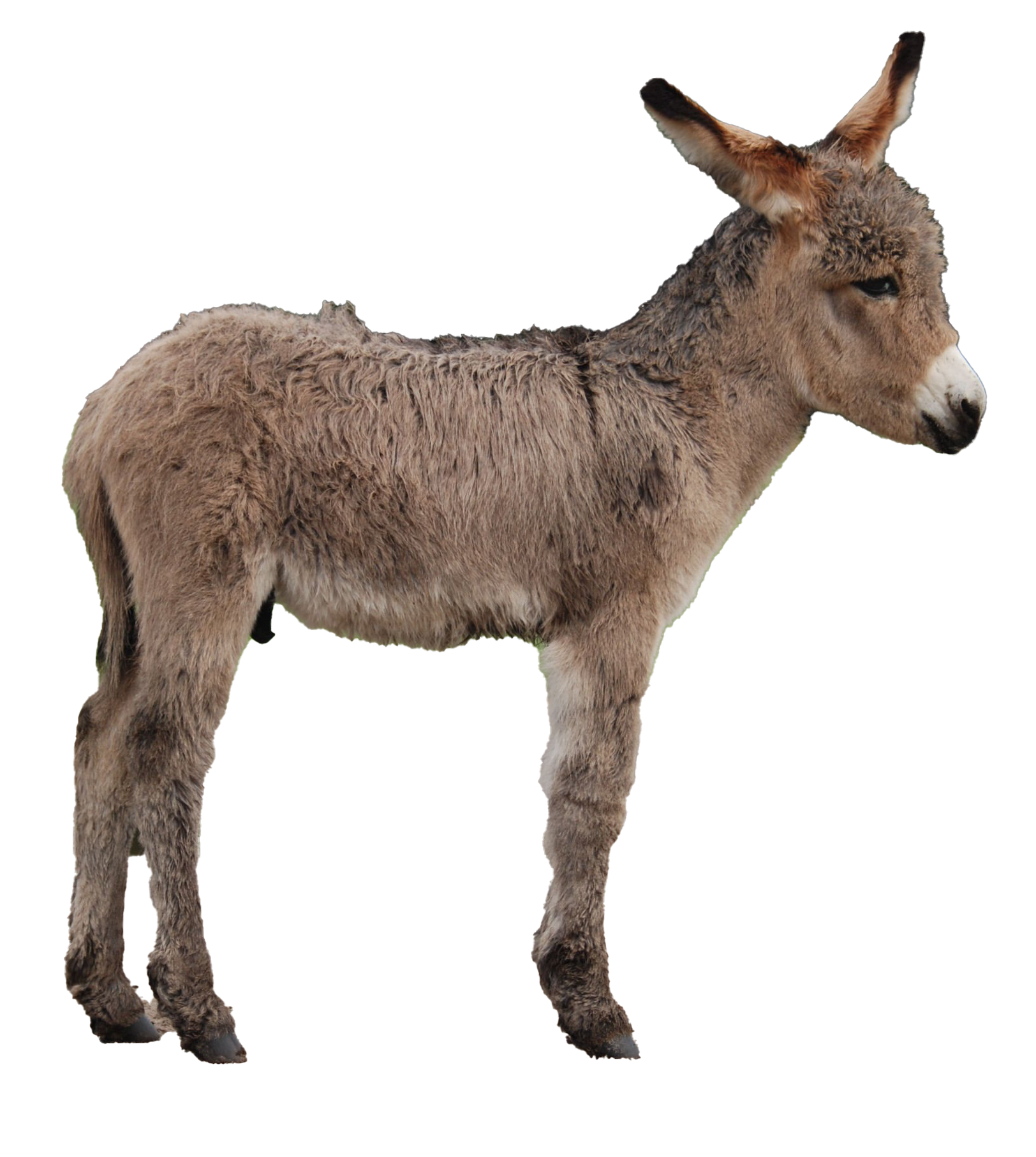 Donkey Transparent PNG Image