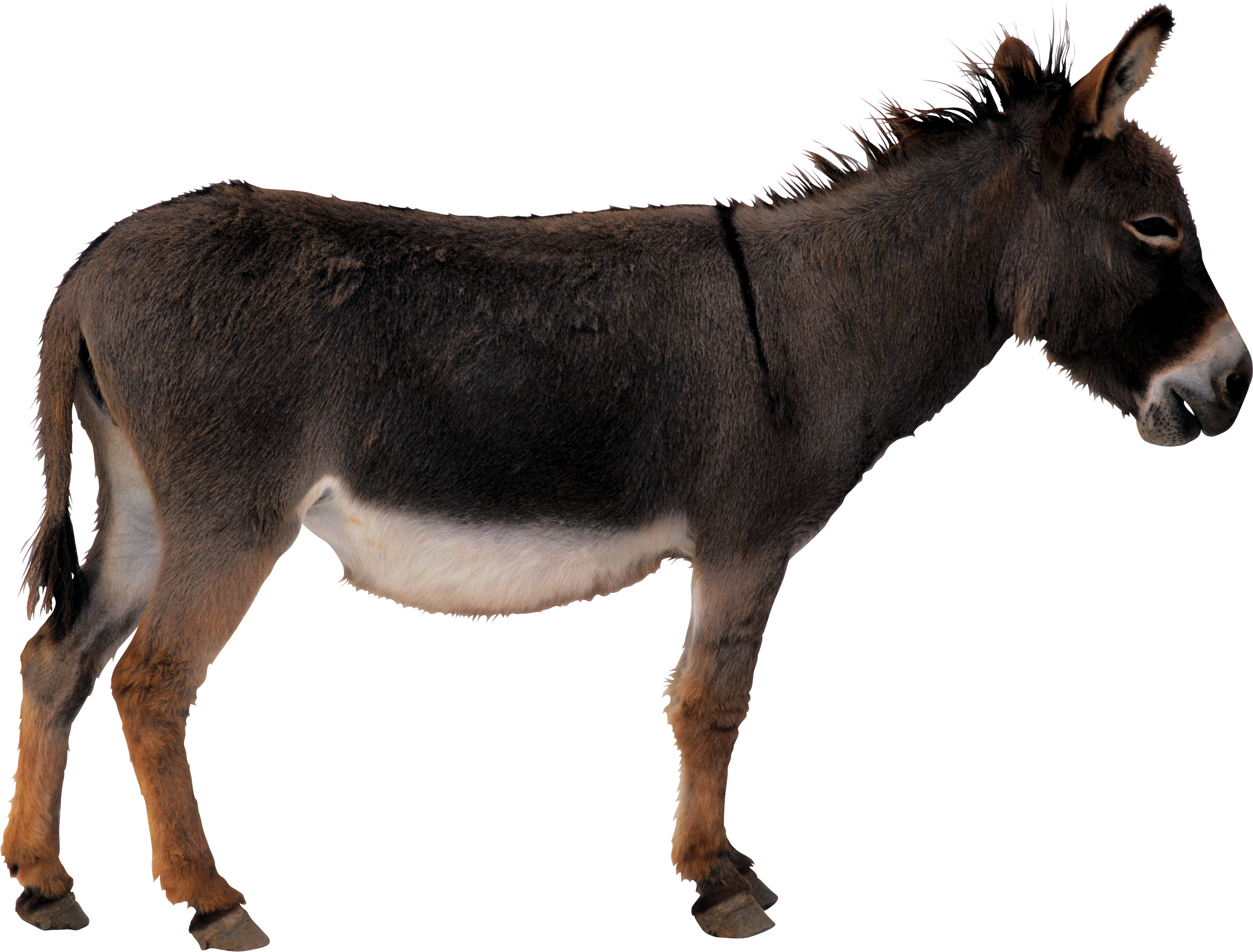 Donkey Animal Transparent PNG Image