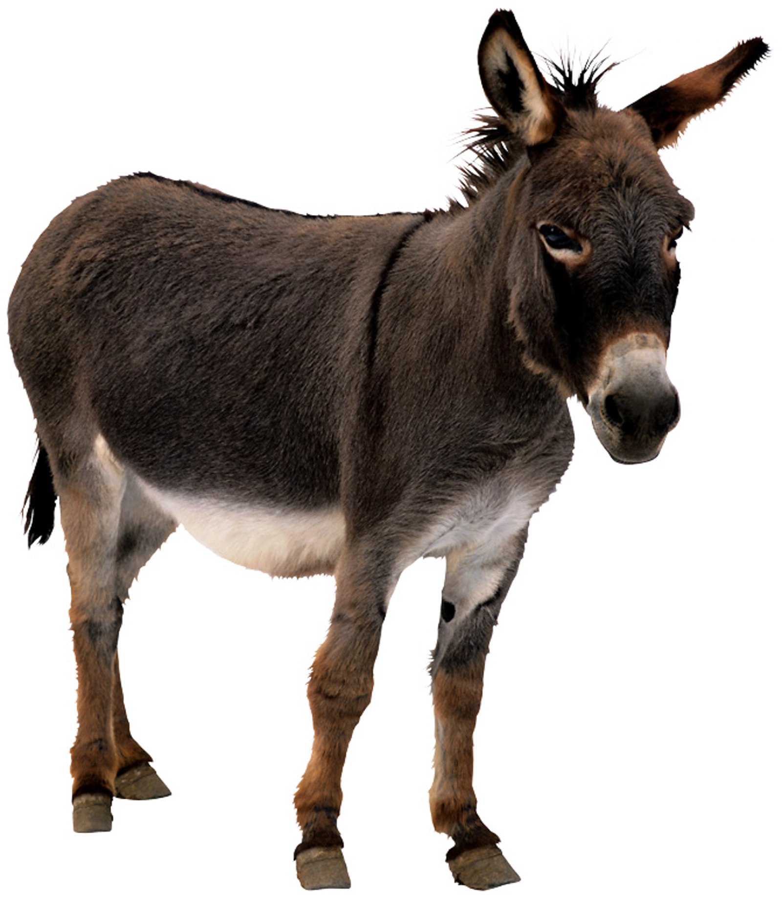 Donkey Animal Transparent PNG Image