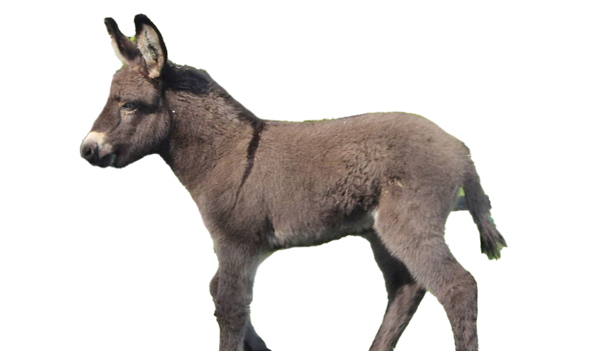 Donkey Animal Transparent PNG Image
