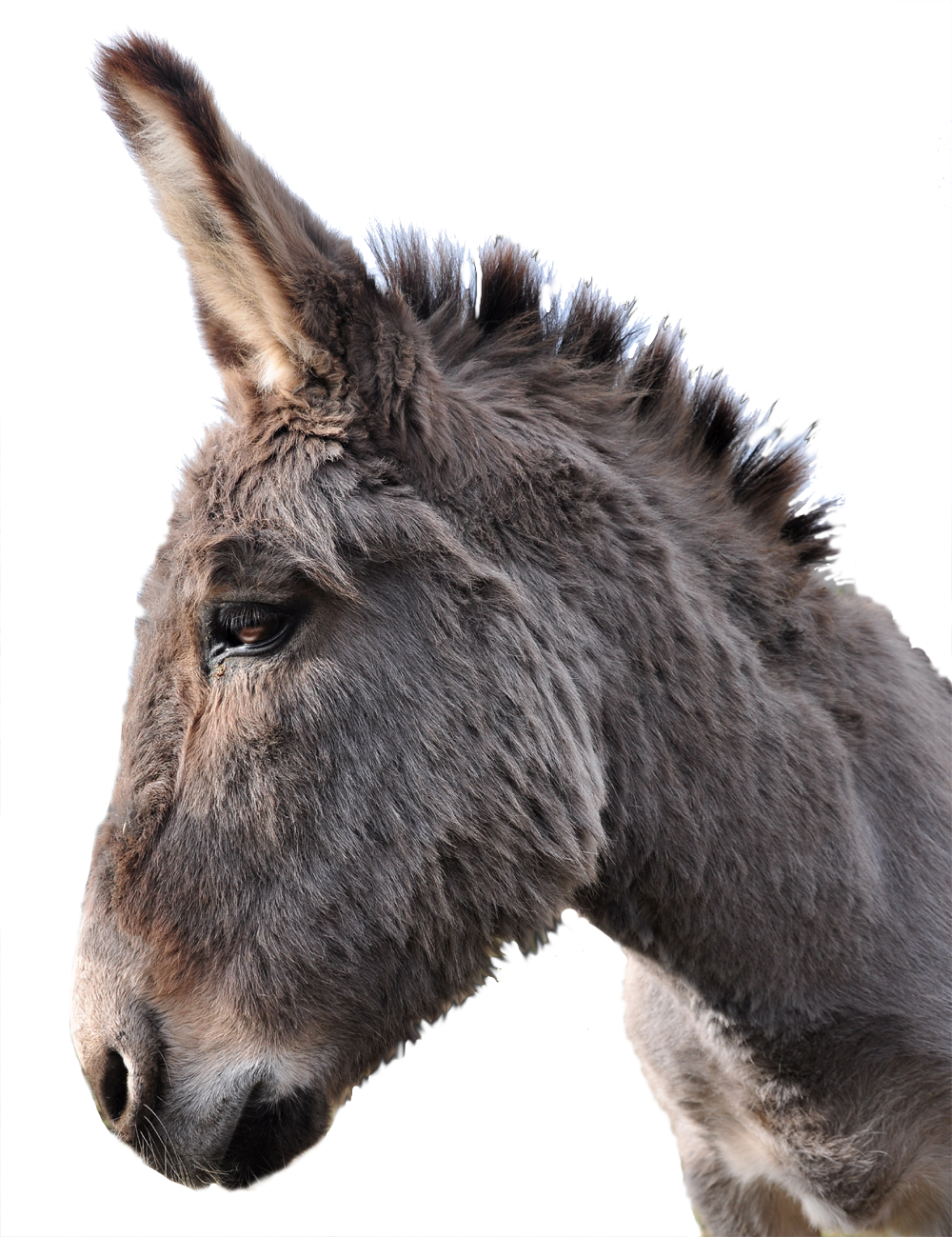 Donkey Animal File Transparent PNG Image