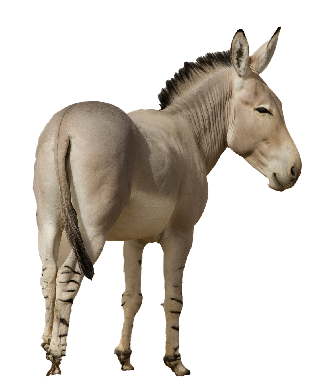 Donkey Animal Transparent PNG Image