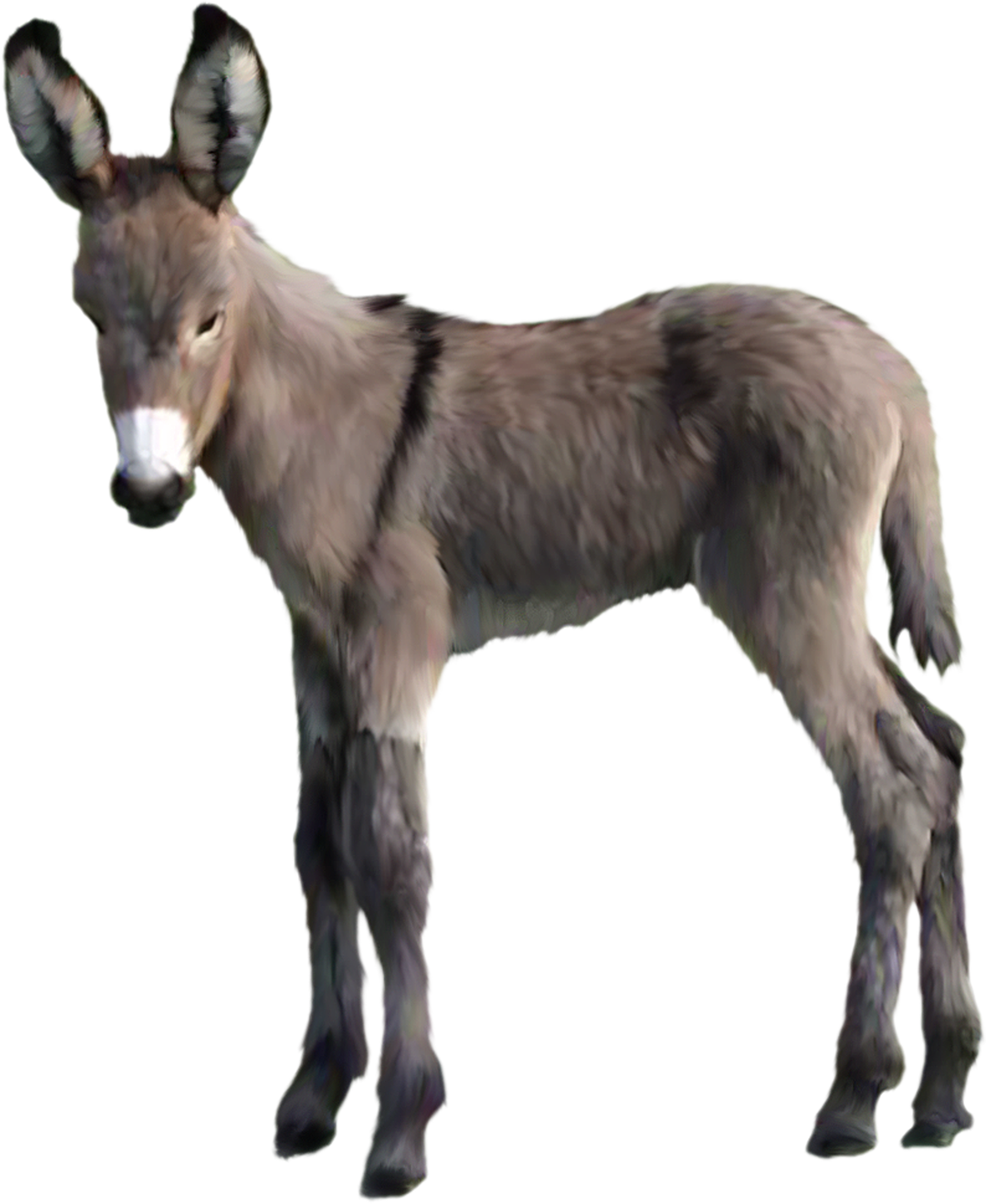 Donkey Animal Transparent PNG Image