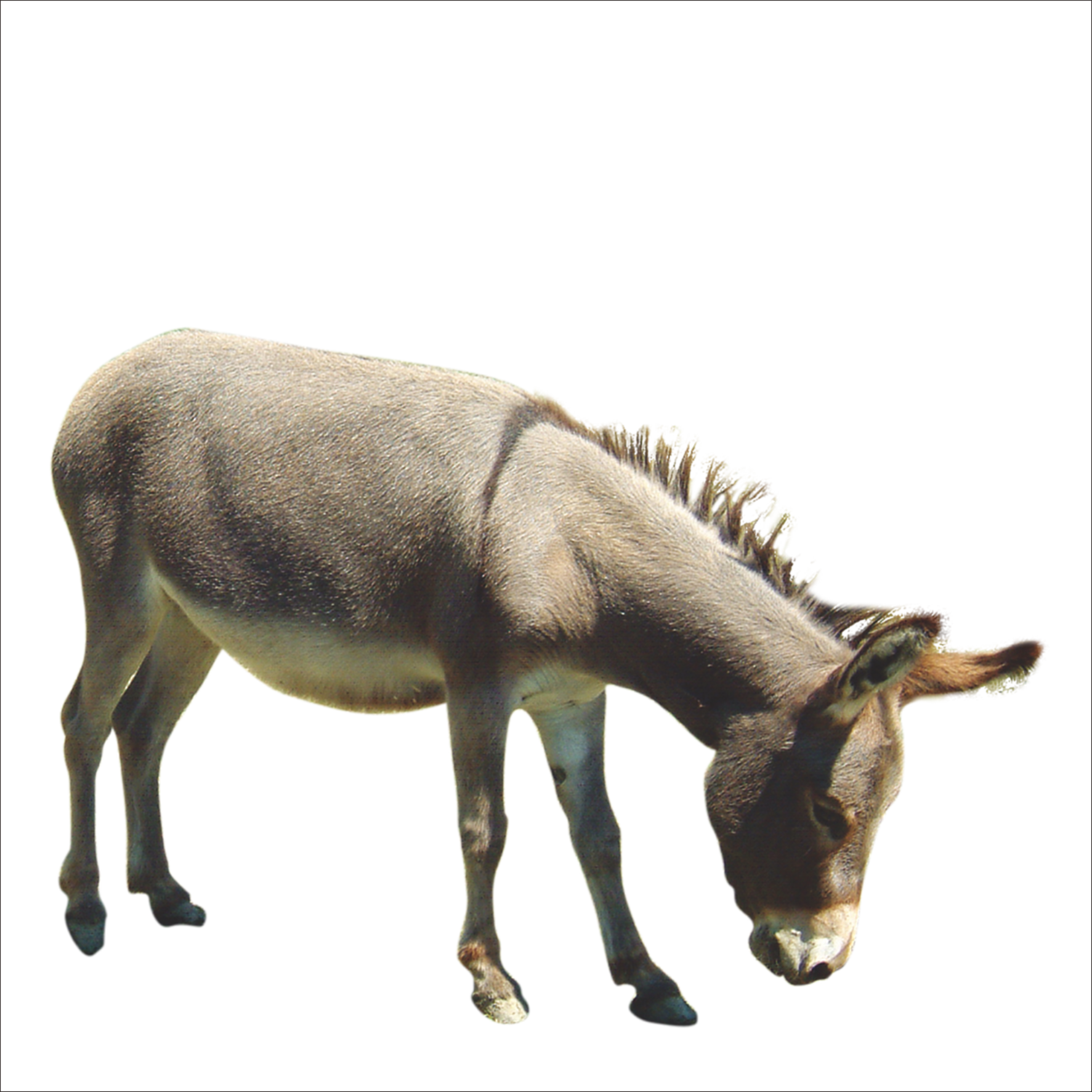 Donkey Animal Transparent PNG Image