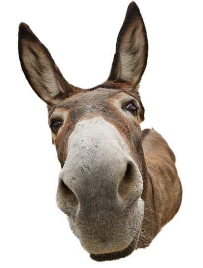 Donkey Animal Transparent PNG Image