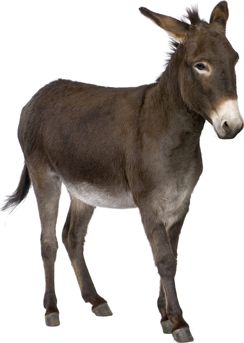 Donkey Animal Transparent PNG Image
