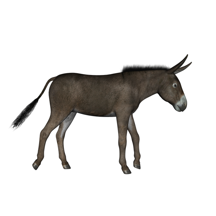 Donkey Animal Transparent PNG Image