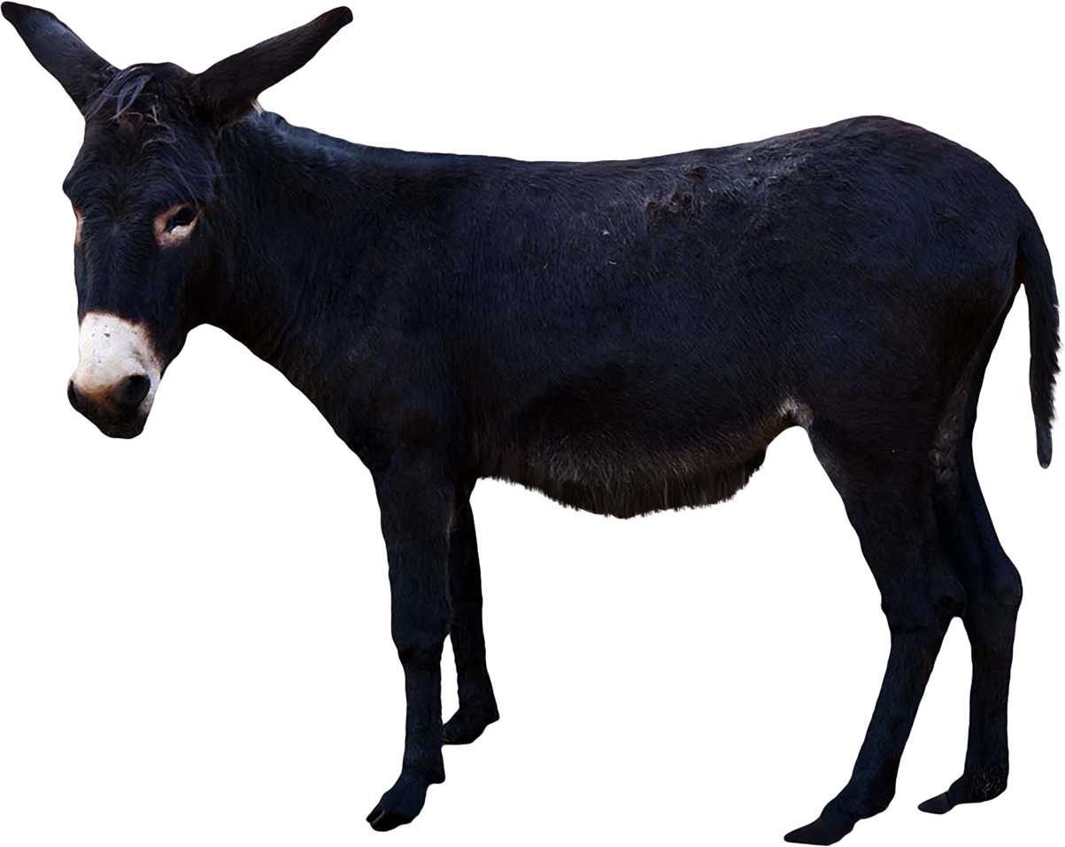 Donkey Animal Transparent PNG Image