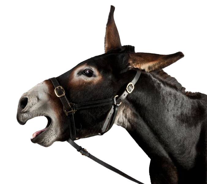Donkey Transparent PNG Image