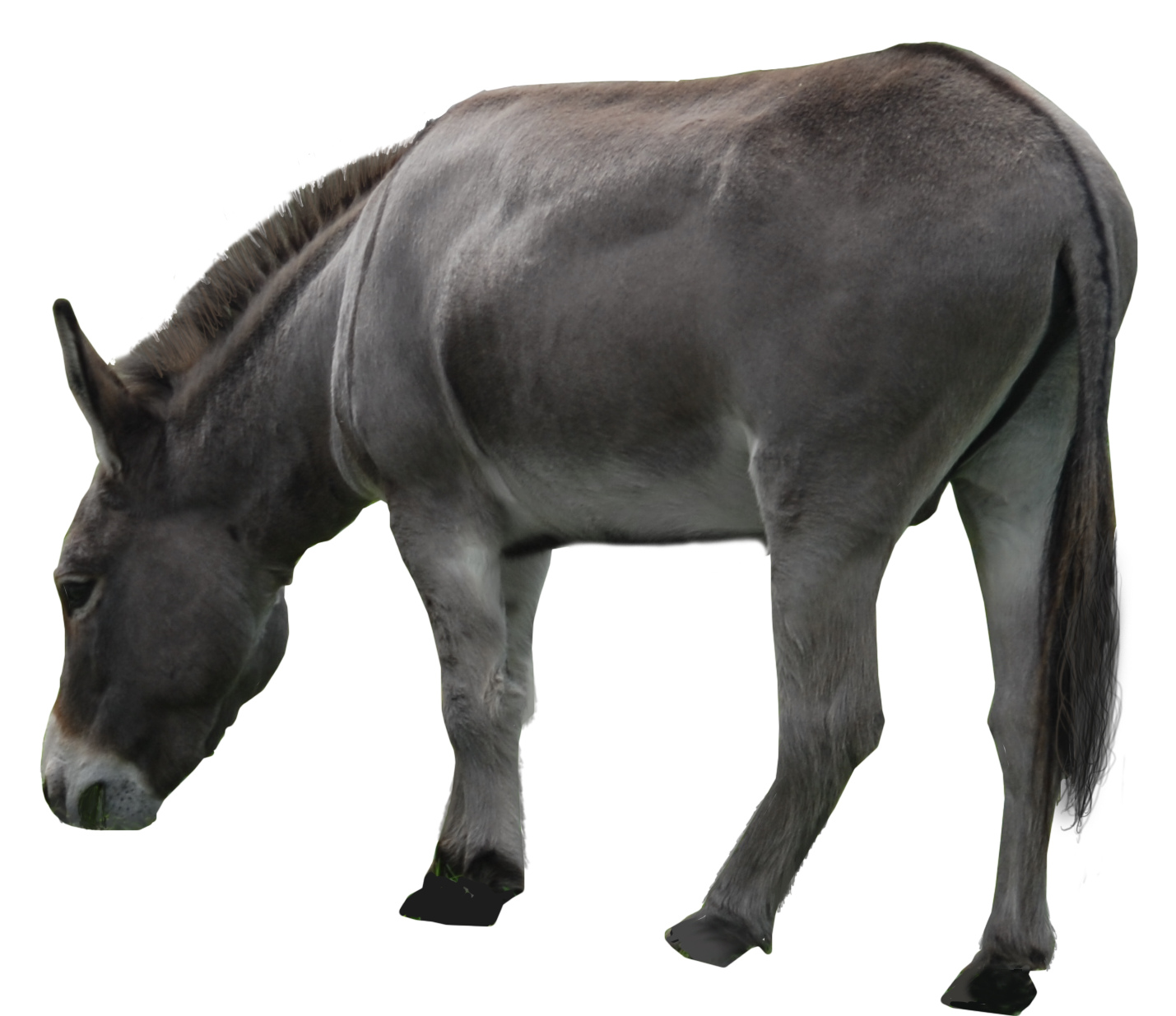 Donkey Mule Transparent PNG Image