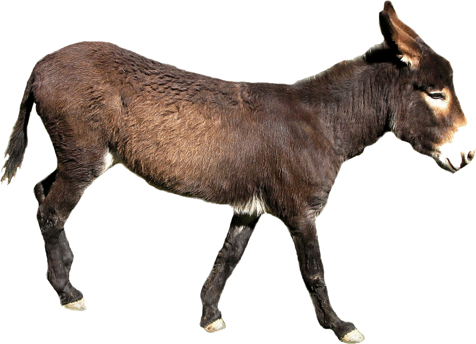 Donkey Mule Transparent PNG Image