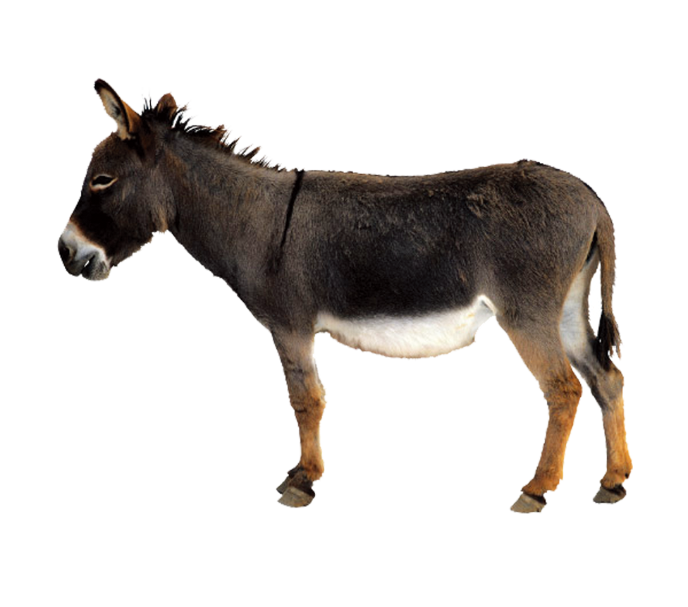 Donkey Mule Transparent PNG Image