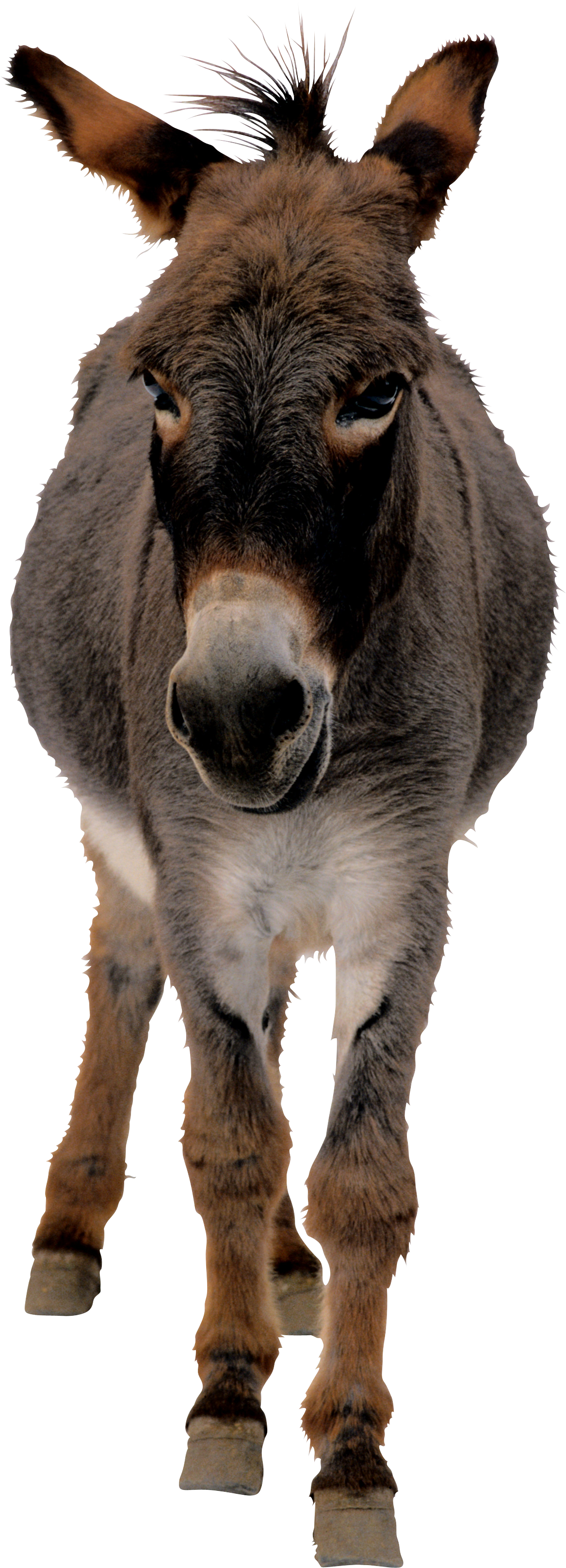 Donkey Mule Transparent PNG Image