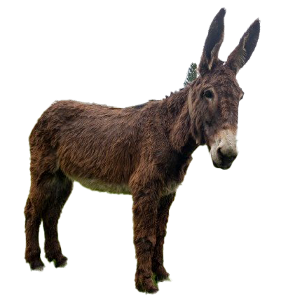 Donkey File Transparent PNG Image