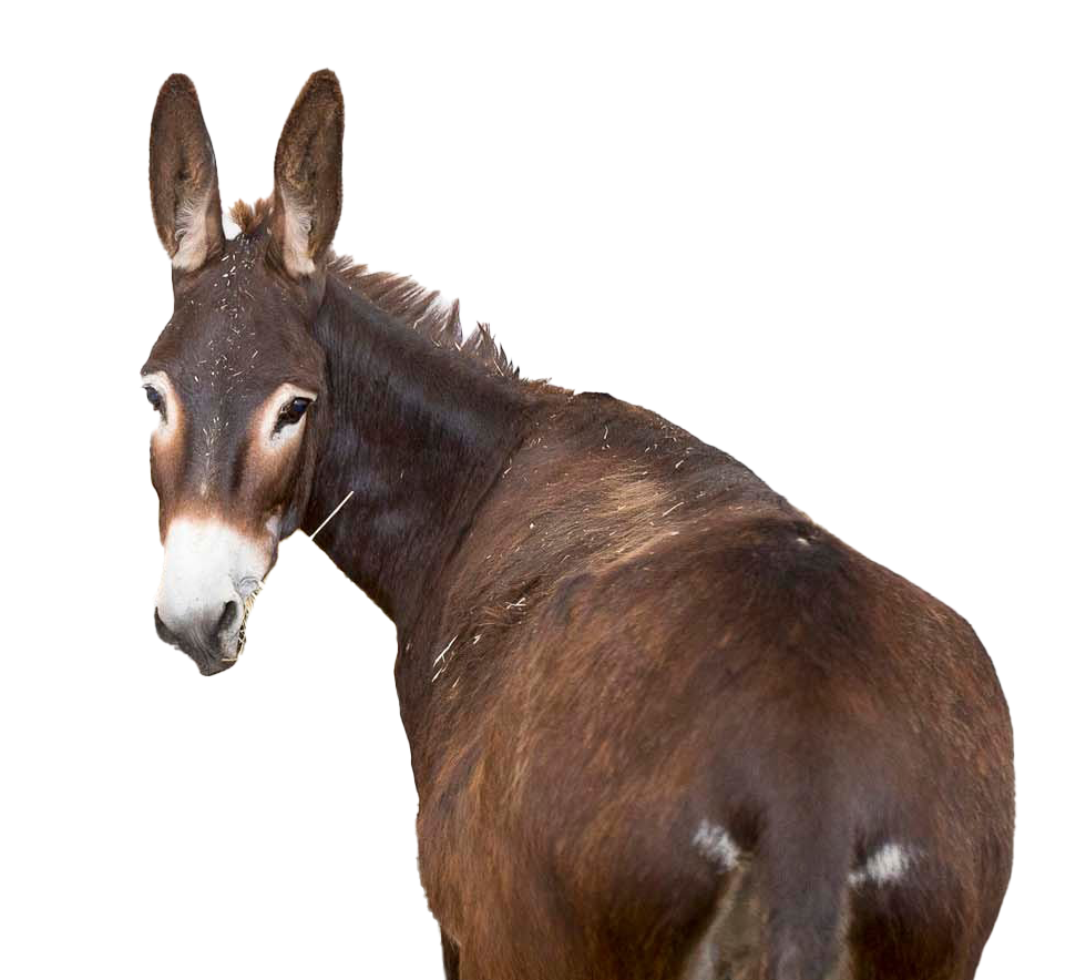 Donkey Transparent PNG Image