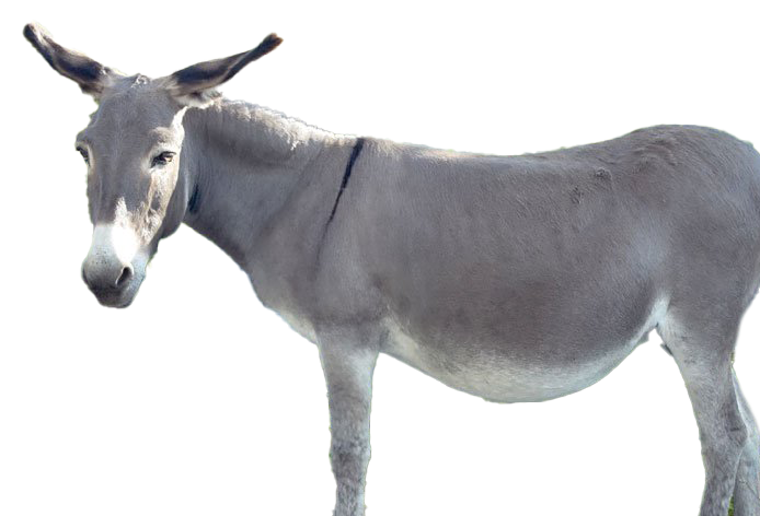 Donkey Transparent PNG Image