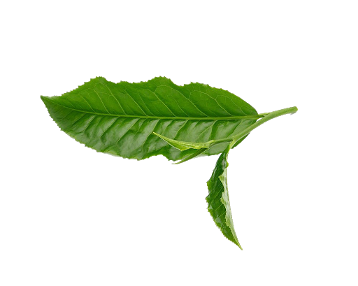 Fresh Leaves Green Tea Transparent PNG Image