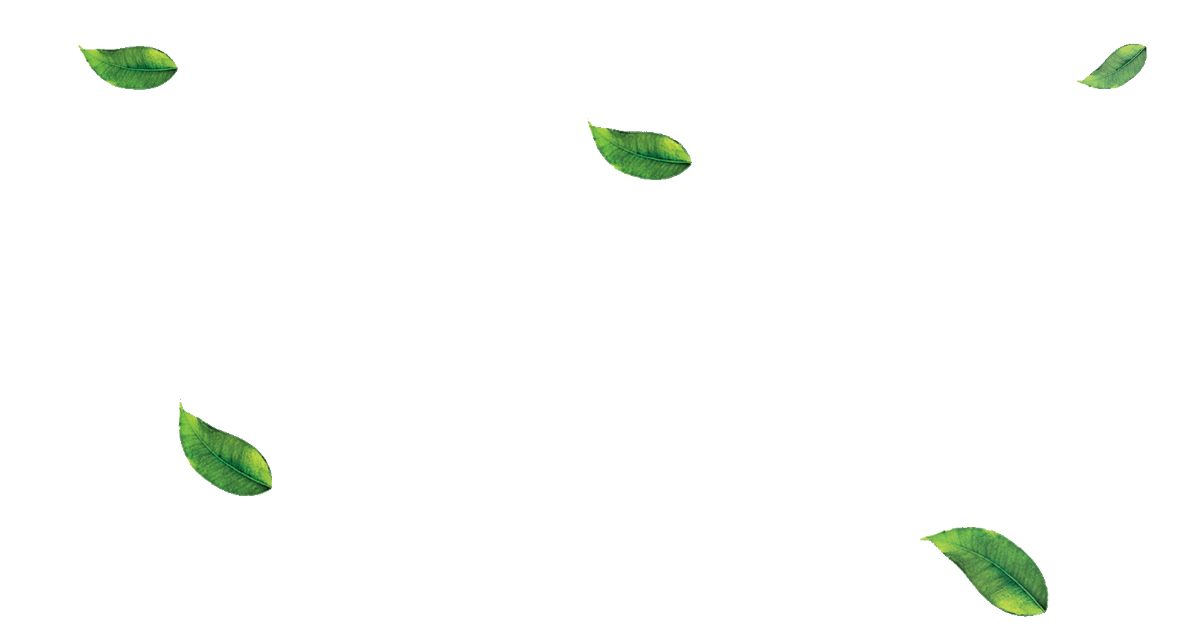 Fresh Leaves Green Tea Transparent PNG Image