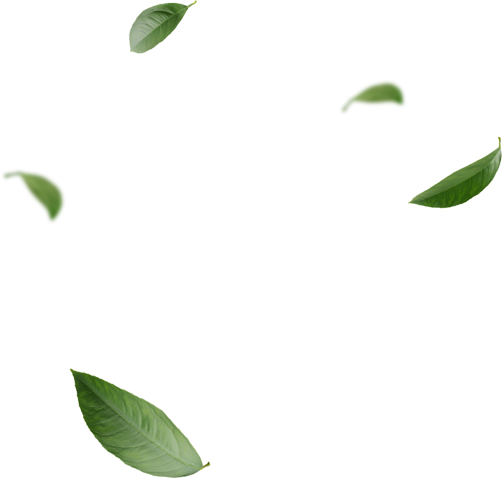 Fresh Leaves Green Tea Transparent PNG Image
