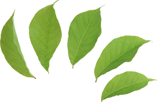 Fresh Leaves Green Tea Transparent PNG Image