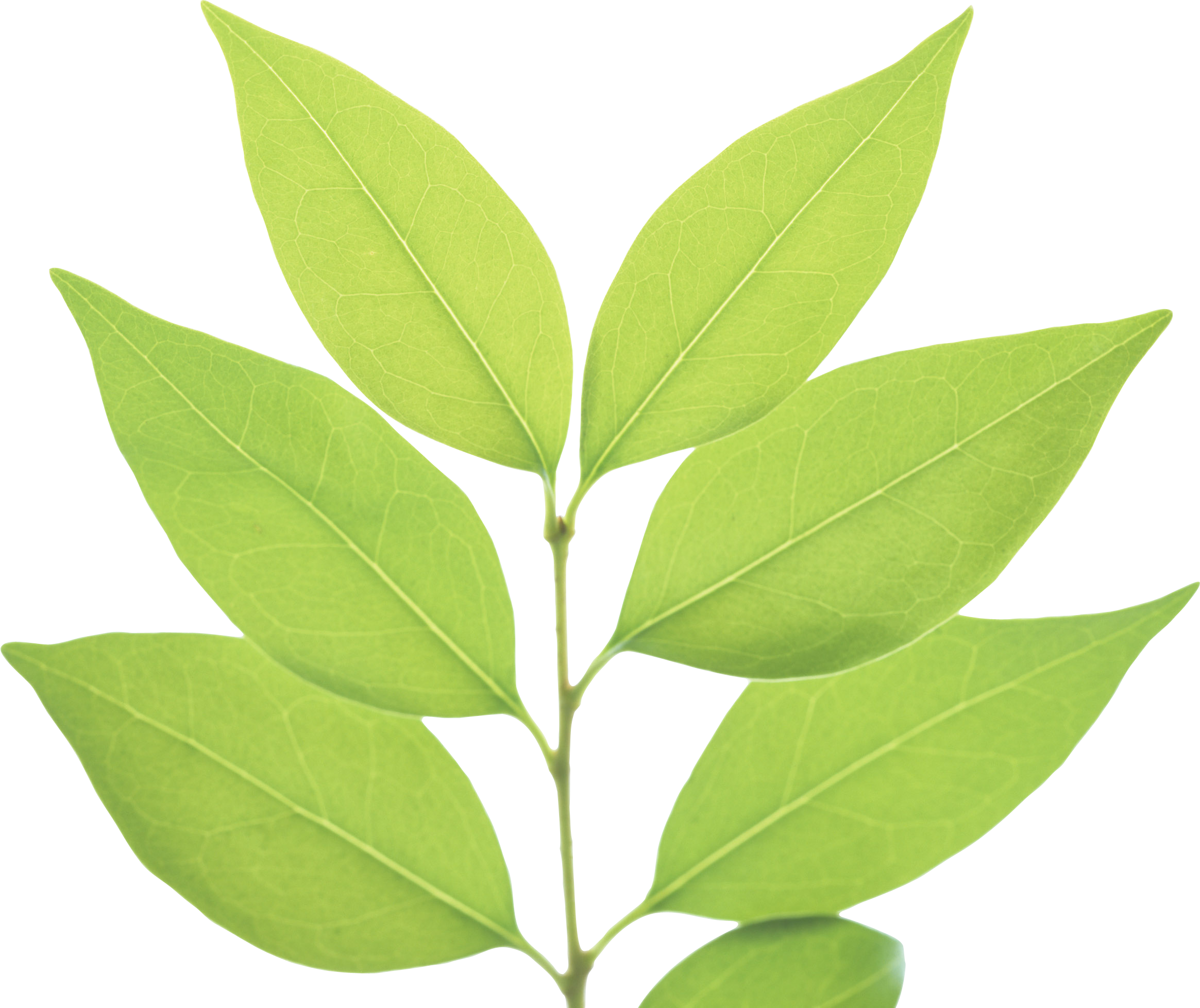 Fresh Leaves Green Tea Transparent PNG Image