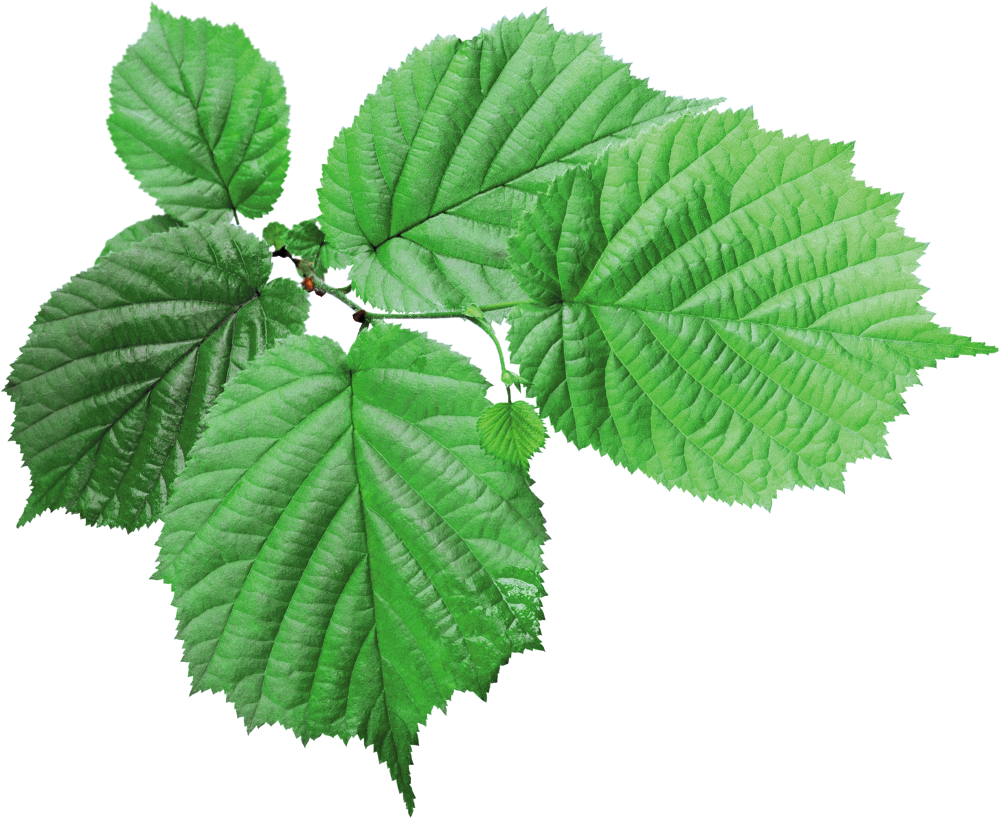 Fresh Leaves Green Tea Transparent PNG Image
