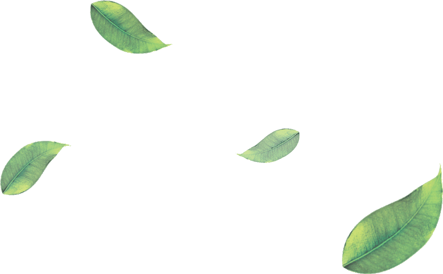Tea Leaves Green Transparent PNG Image