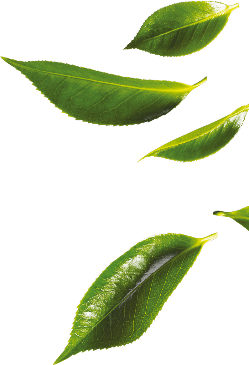 Tea Leaves Green Transparent PNG Image