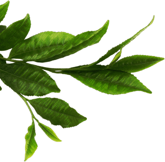 Tea Leaves Green Transparent PNG Image