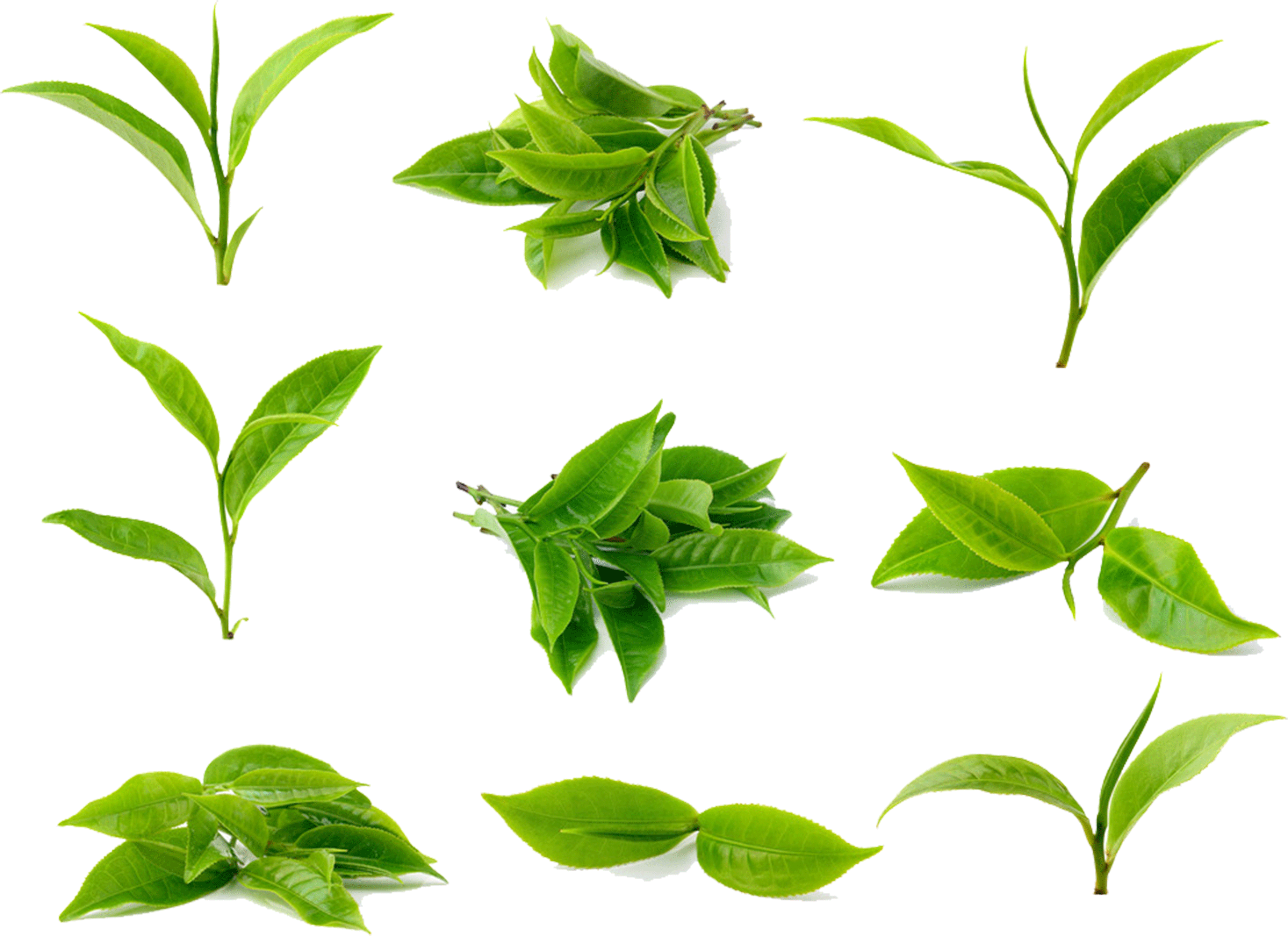 Tea Leaves Green Transparent PNG Image