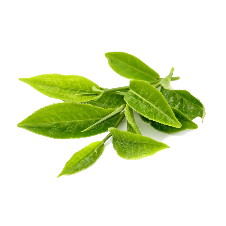 Tea Leaves Green Transparent PNG Image