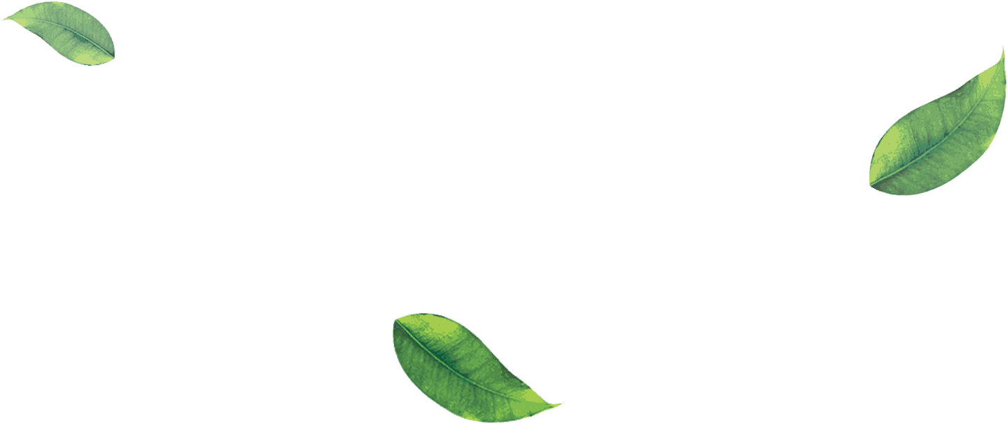 Tea Leaves Green Transparent PNG Image