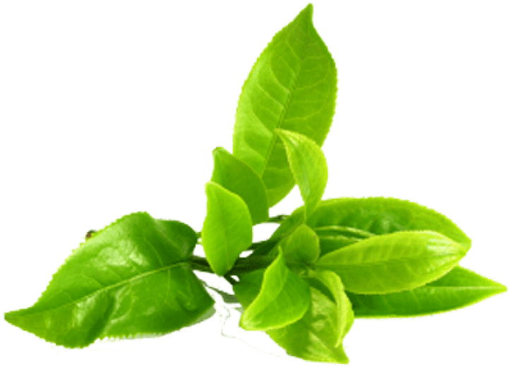 Tea Leaves Green Stem Transparent PNG Image