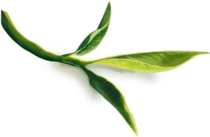 Tea Leaves Green Stem Transparent PNG Image