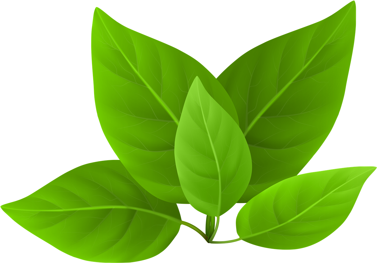 Tea Leaves Green Stem Transparent PNG Image