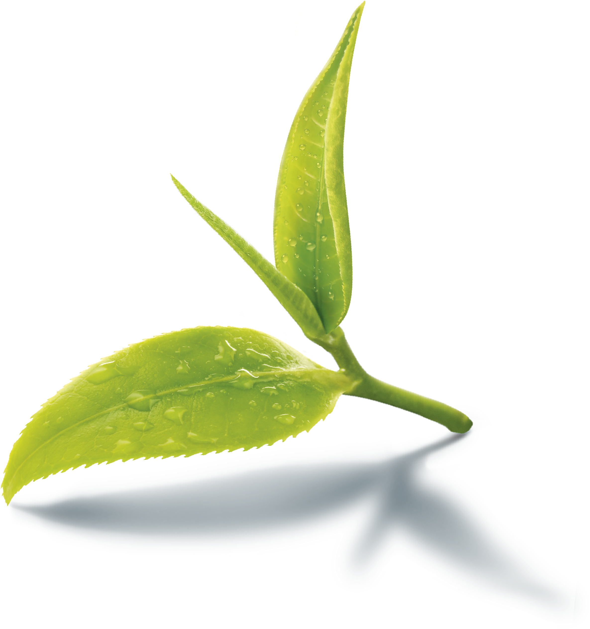 Tea Leaves Green Stem Transparent PNG Image