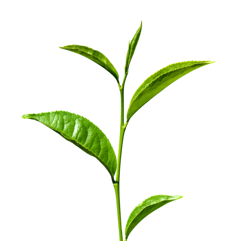 Tea Leaves Green Stem Transparent PNG Image